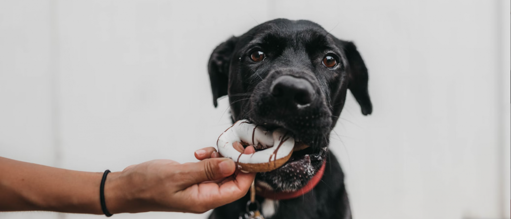 Jak więc nauczyć psa jeść suchą karmę?