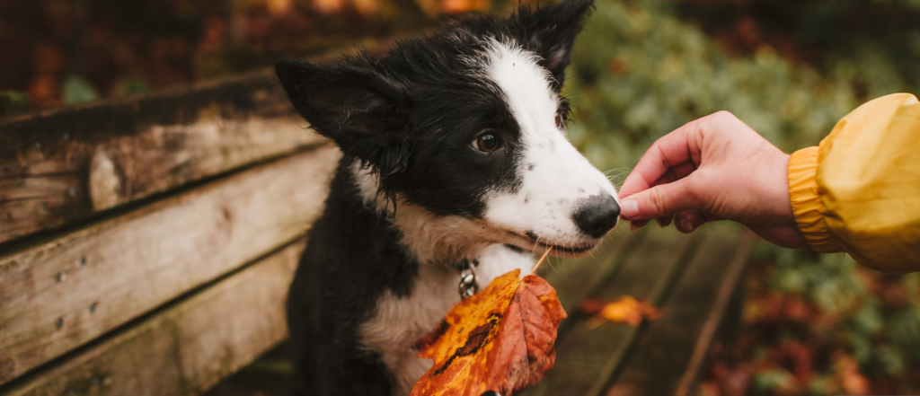 Jak dbać o psa jesienią, czyli aktywność fizyczna na pierwszym miejscu!