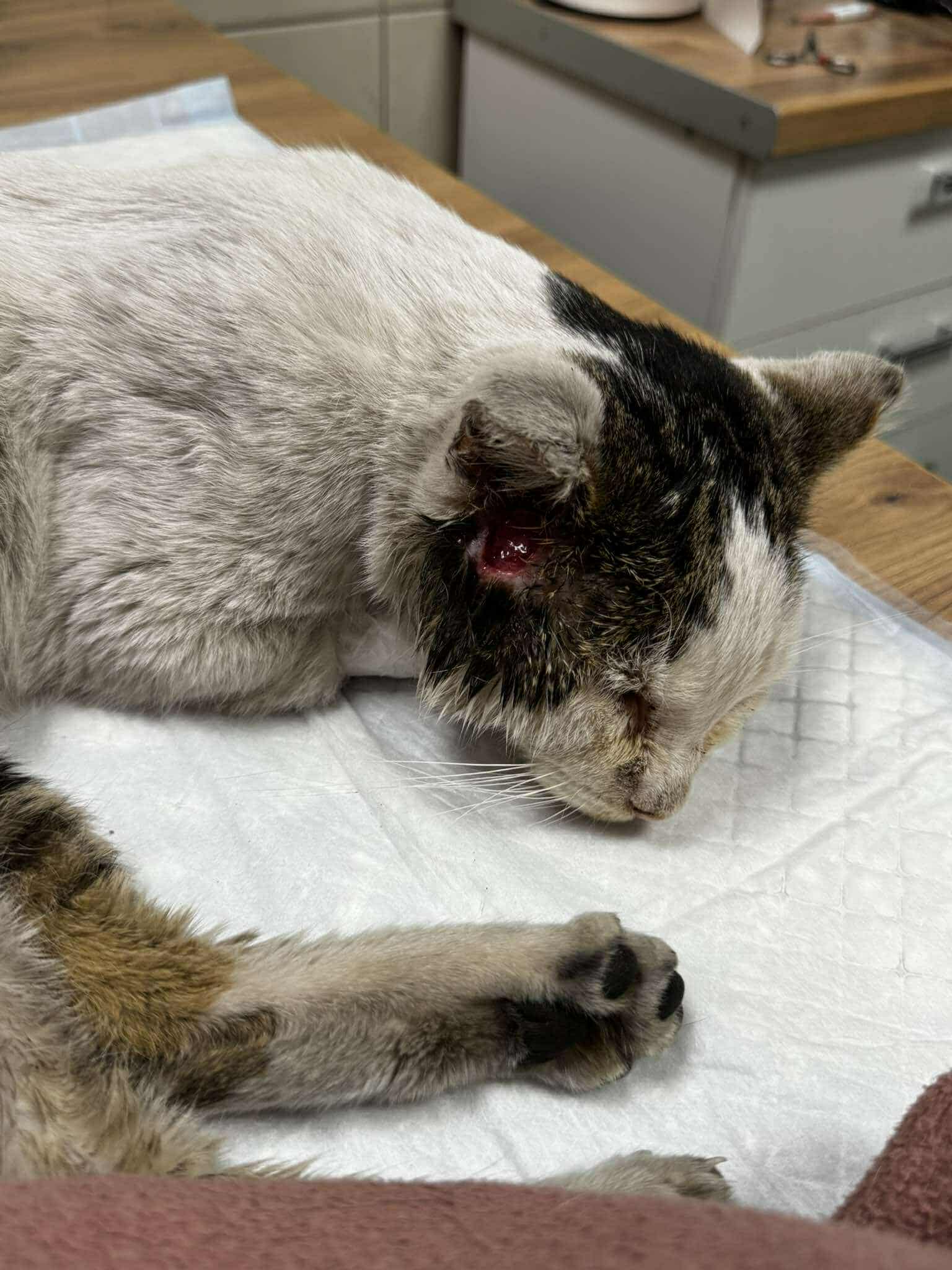 Stare, chore, niechciane. Jesteśmy ich ostatnią szansą