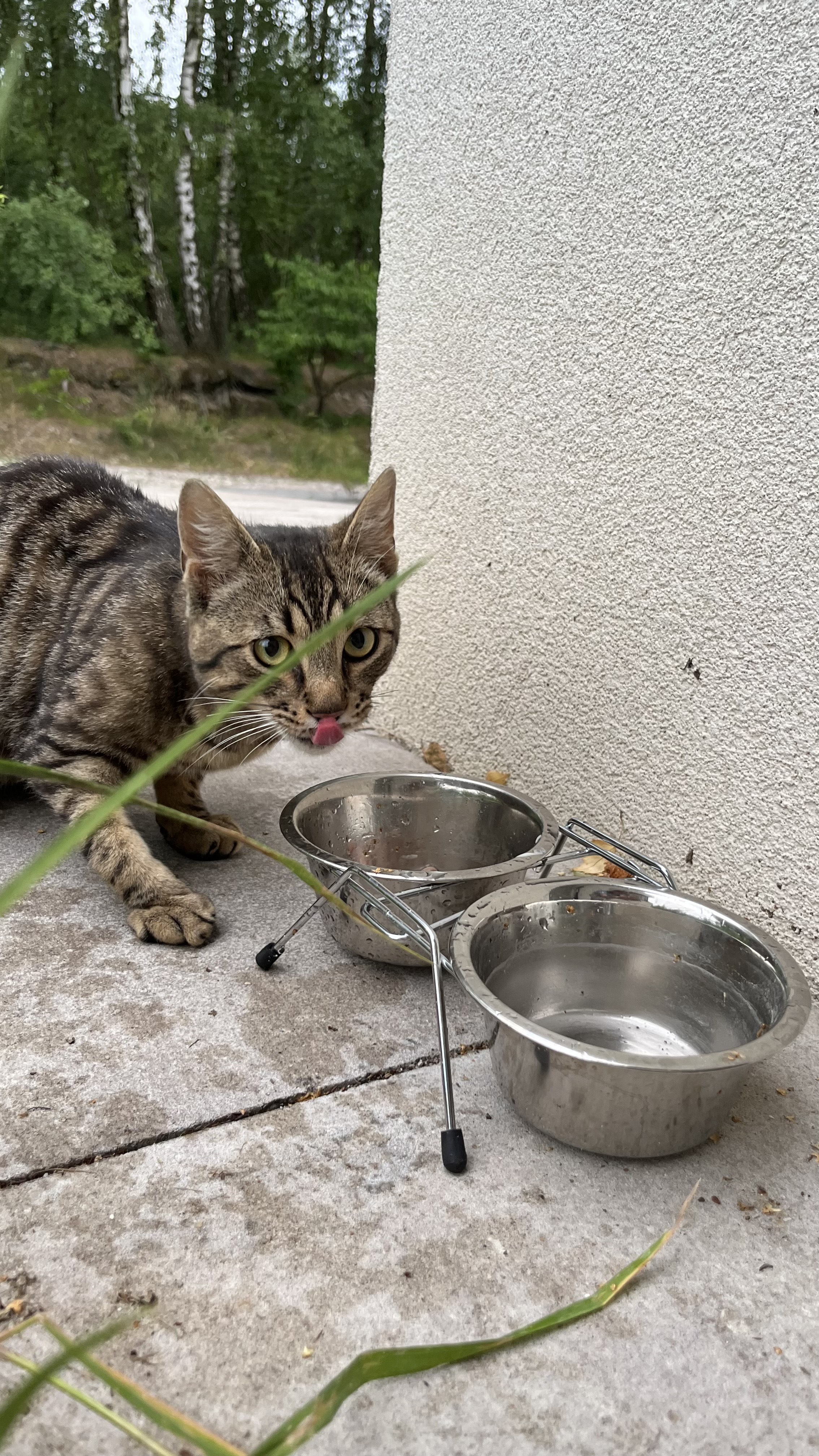 Czekają na dom. Pomóż im żyć