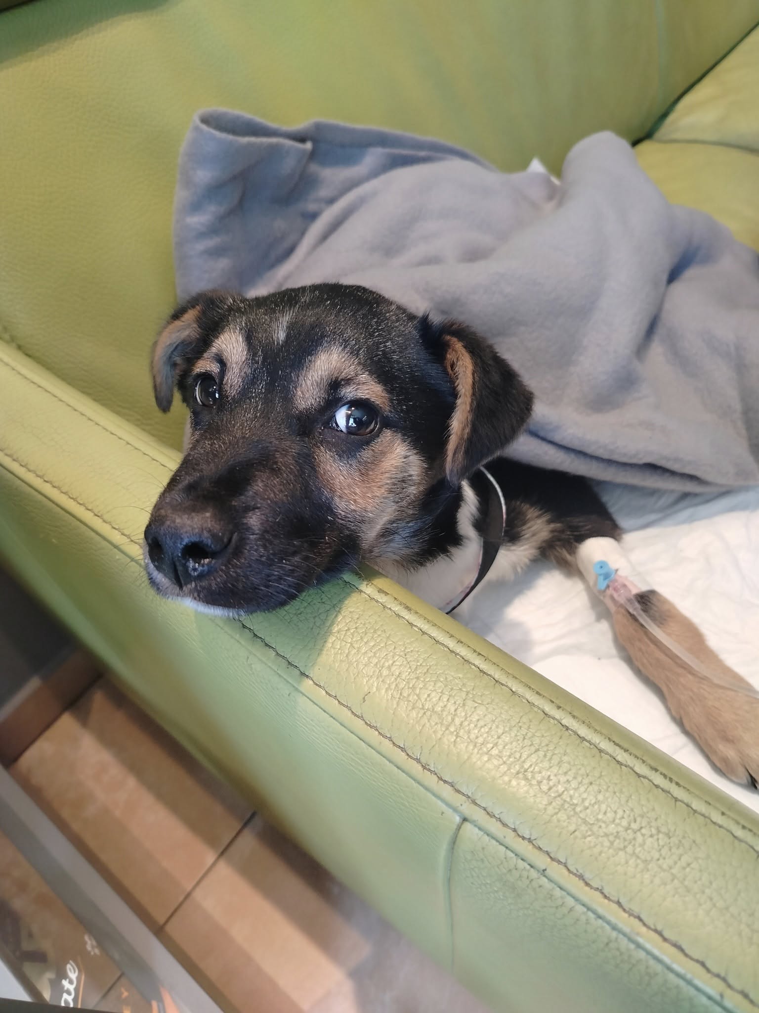 Dramatyczna walka o życie Lays'a, drugiego szczeniaka z bagien