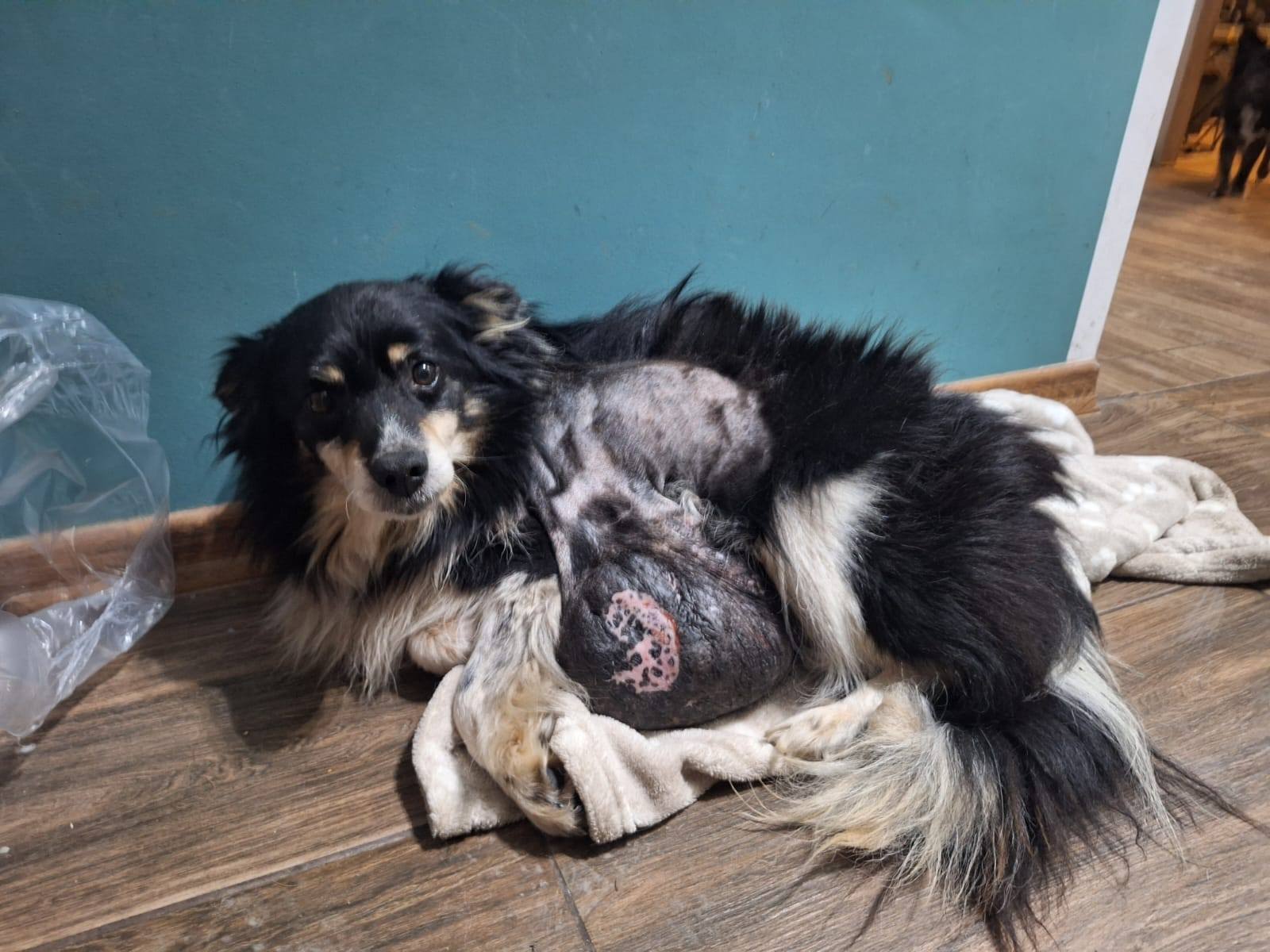 Olaf - pies z 2 guzami i śrutami w ciele...