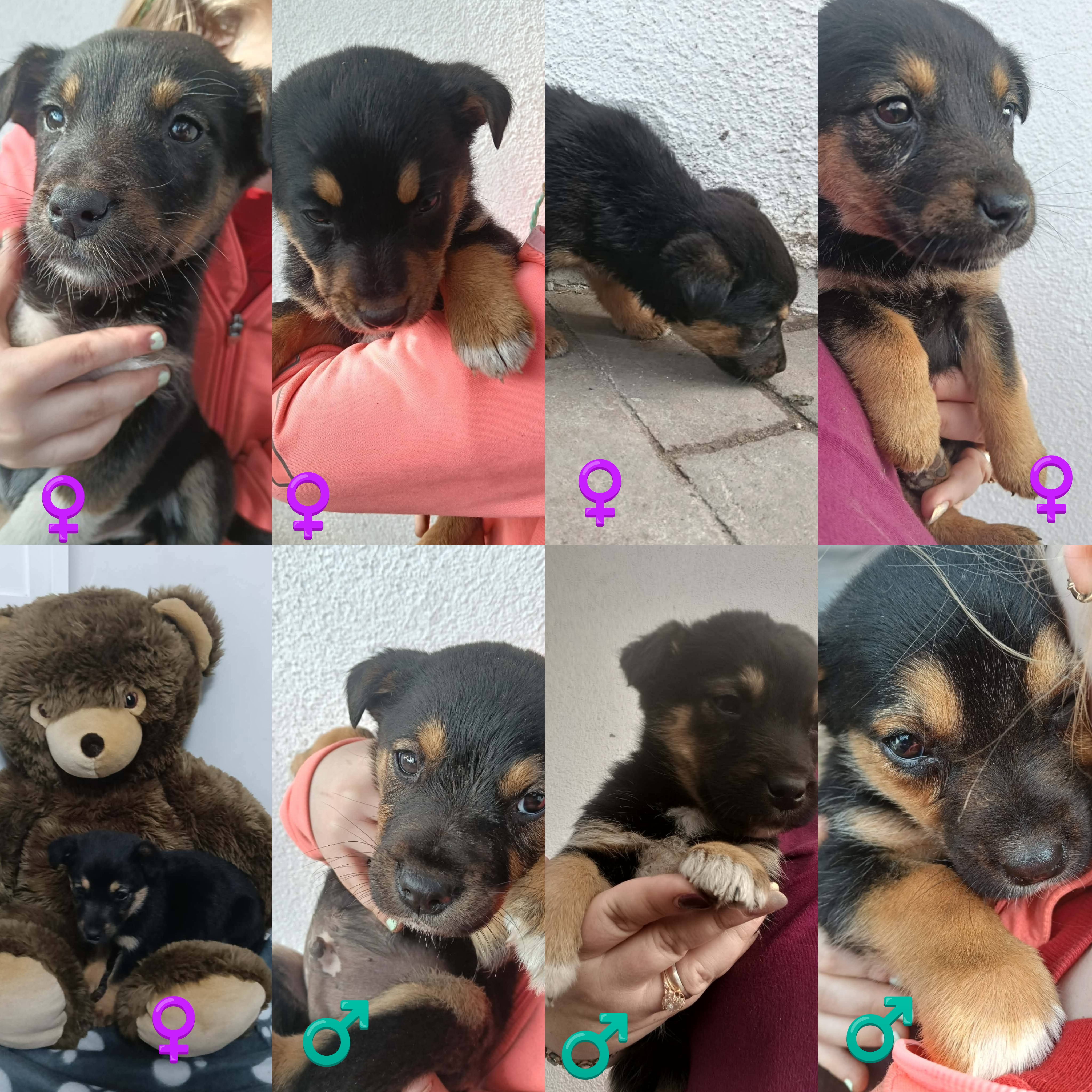 Podróż w worku po lepsze życie...