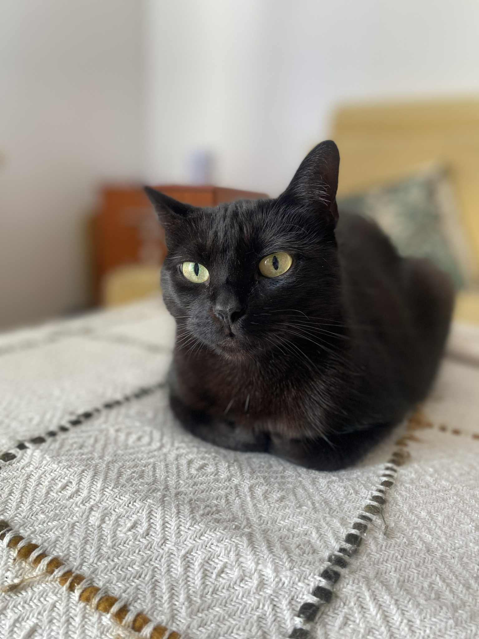 Operacja guza mózgu kotki Sany