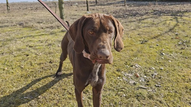 Lindor - skazaniec z łańcucha...