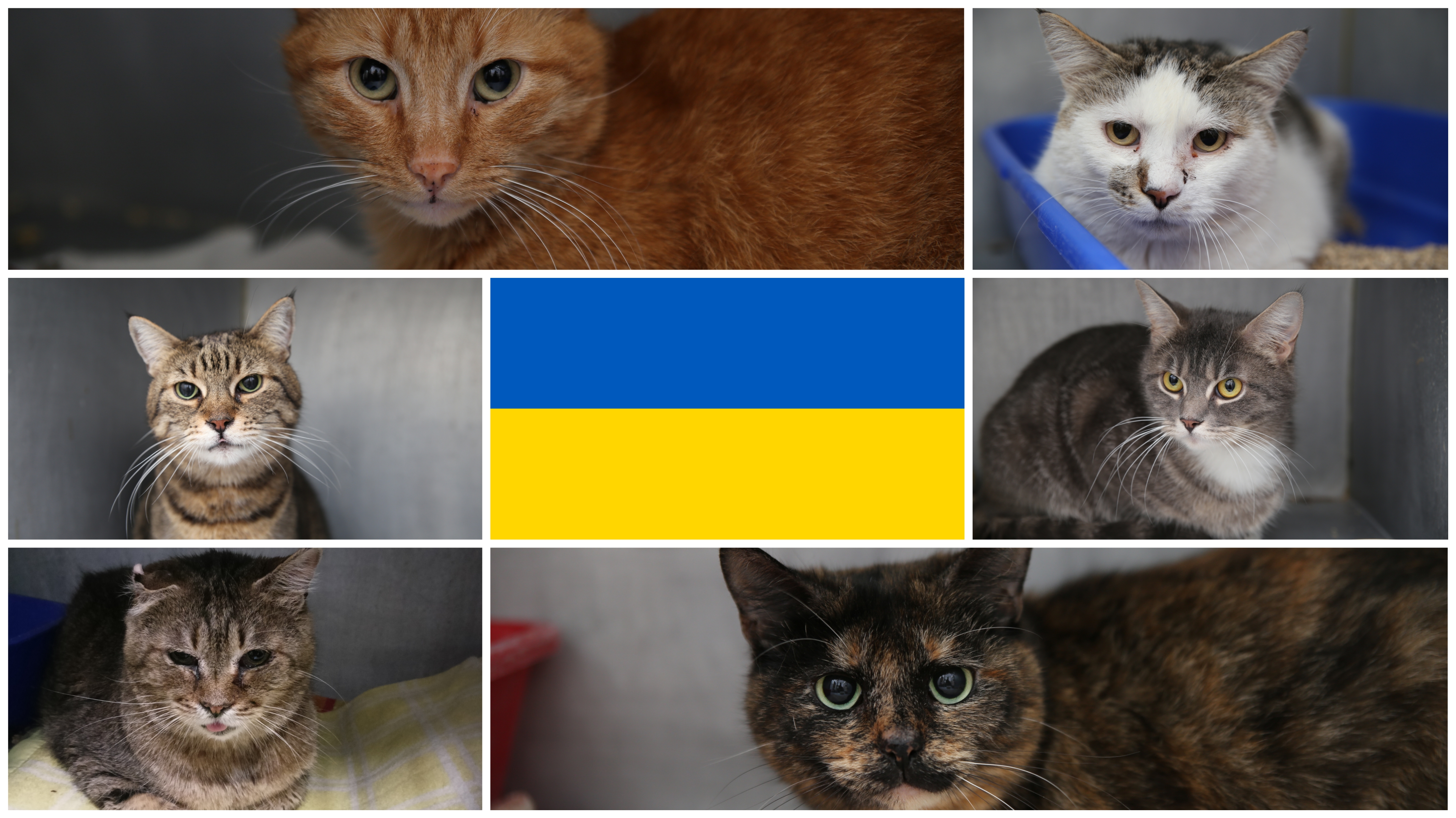 Ukraińskie koty pod opieką Stawiamy na Łapy
