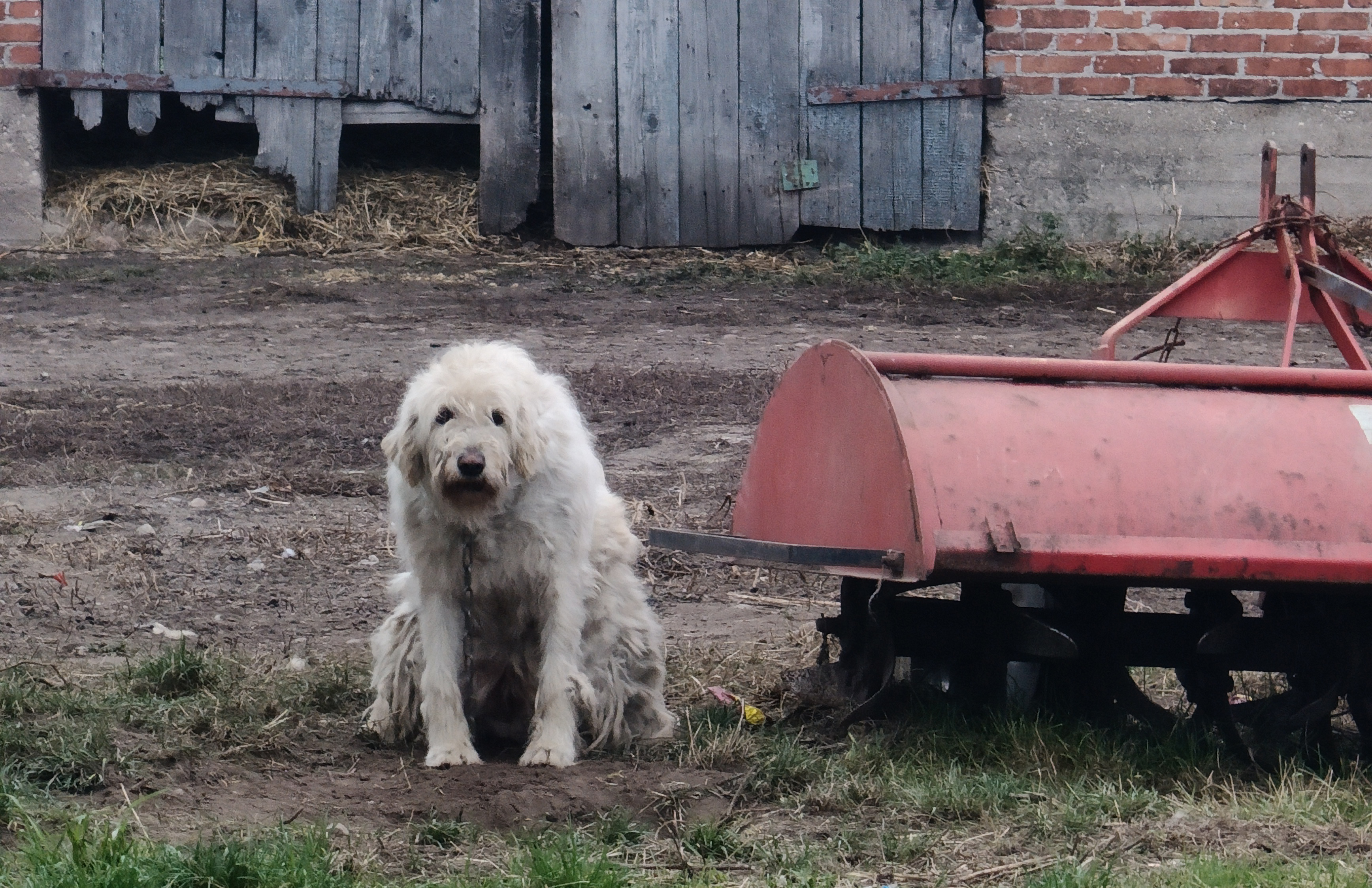 Na szyi krowi łańcuch a zamiast budy gołe niebo...