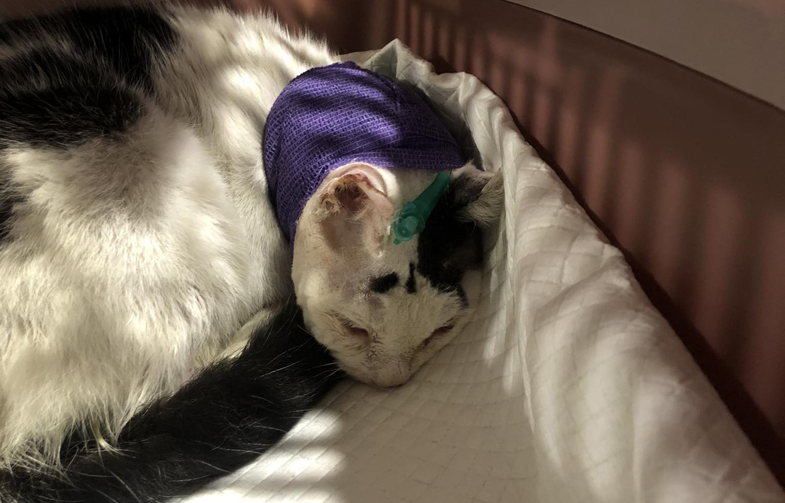 Leczenie i operacja kota z Juszczyny