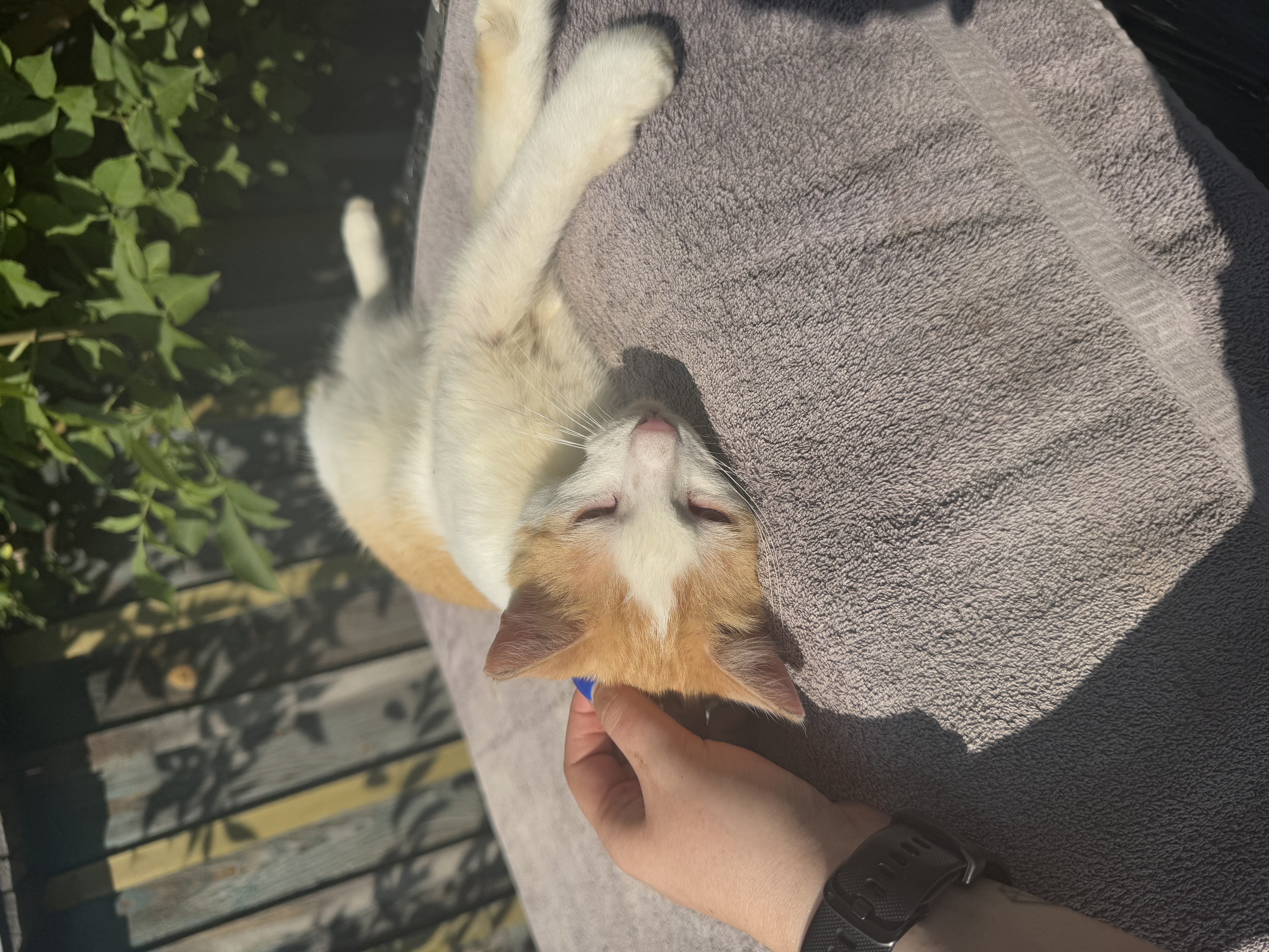 Rude kotki z działki ROD potrzebują pilnej operacji