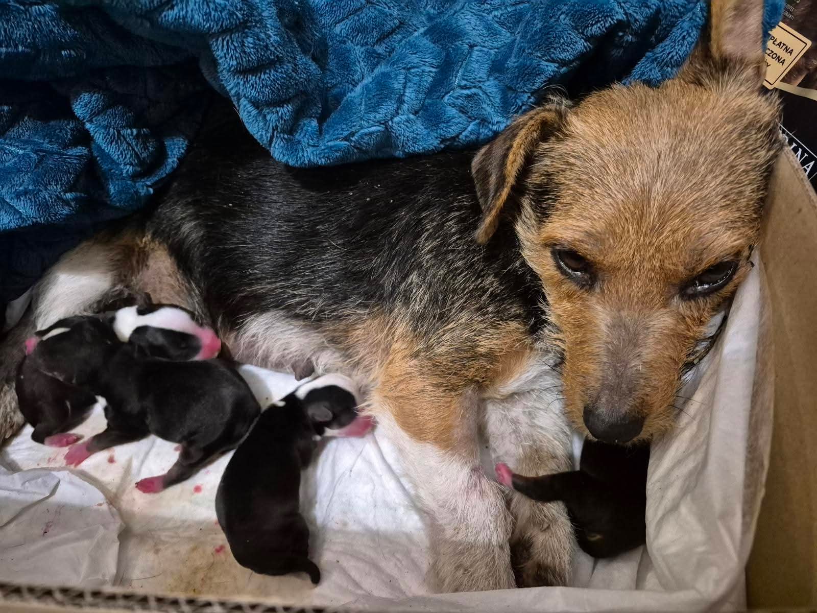 Miłość w stogu słomy...