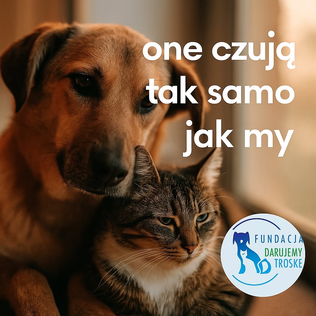 Zbieramy na pomoc potrzebującym łapkom 