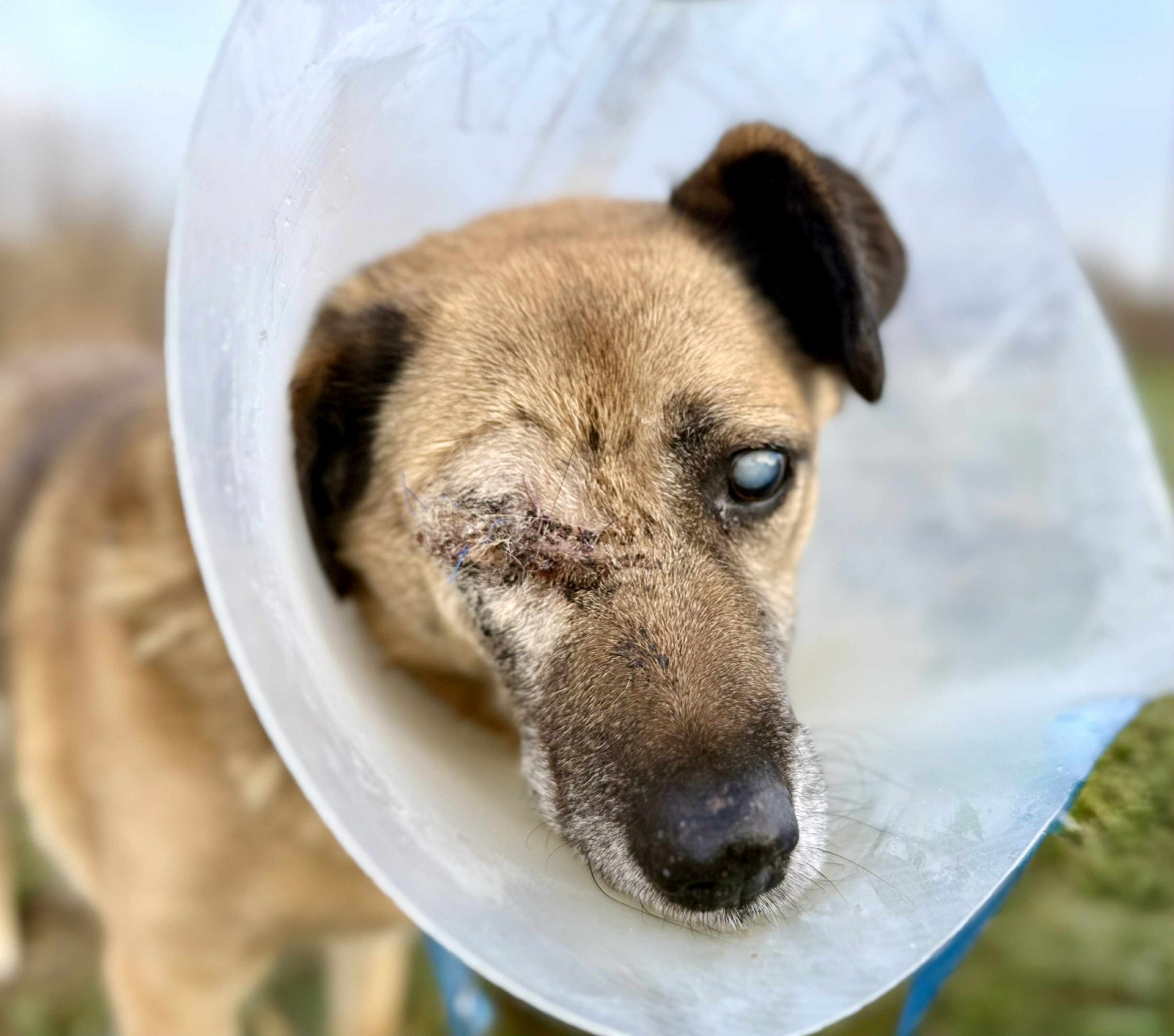 OPŁACENIE FAKTURY ZA LECZENIE ZWIERZĄT W KLINICE ZEWNĘTRZNEJ