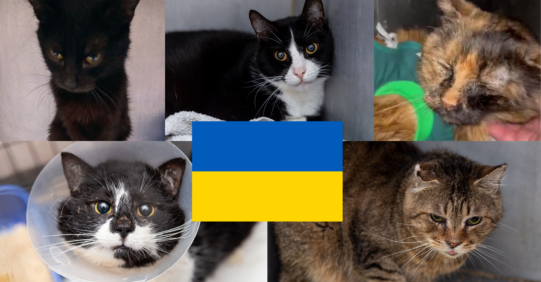 Zbiórka na leczenie 5 kotów z Ukrainy