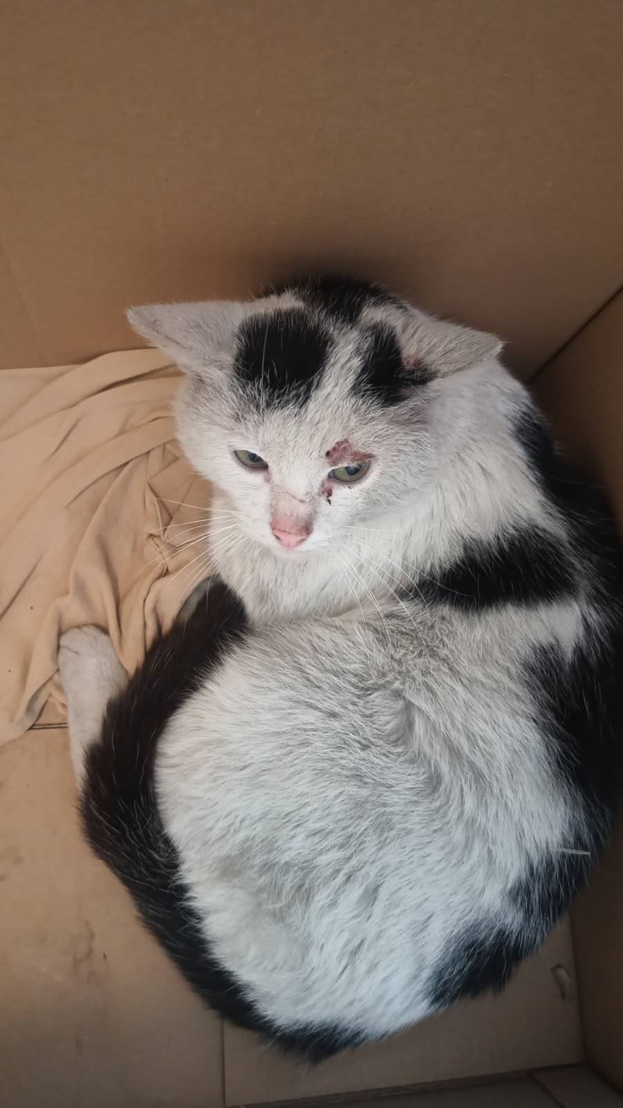 Operacja Pakusia - powrót do zdrowia i sprawności