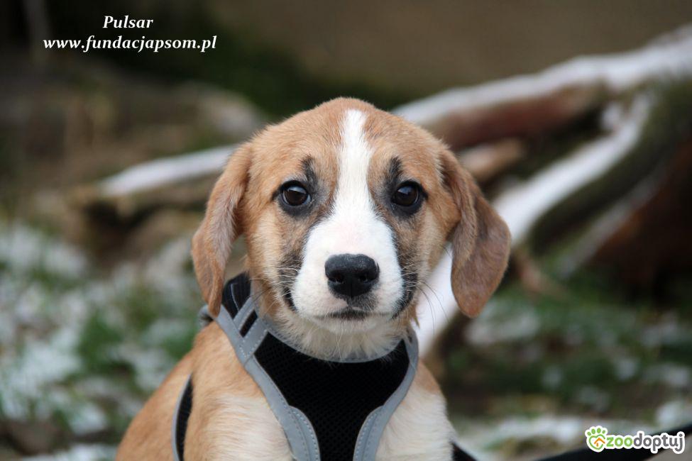 Pulsar do adopcji