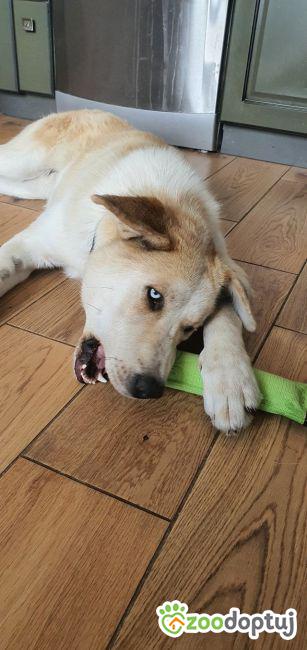 Zara do adopcji
