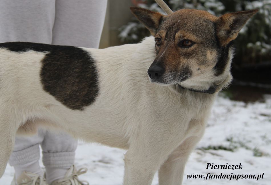Pierniczek do adopcji