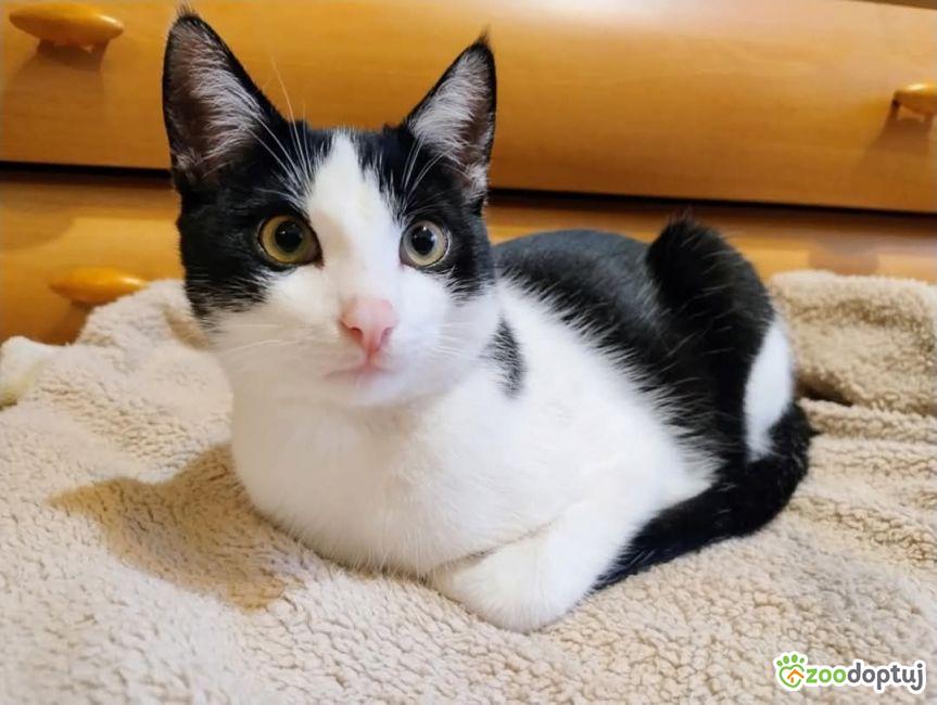 Lucek do adopcji