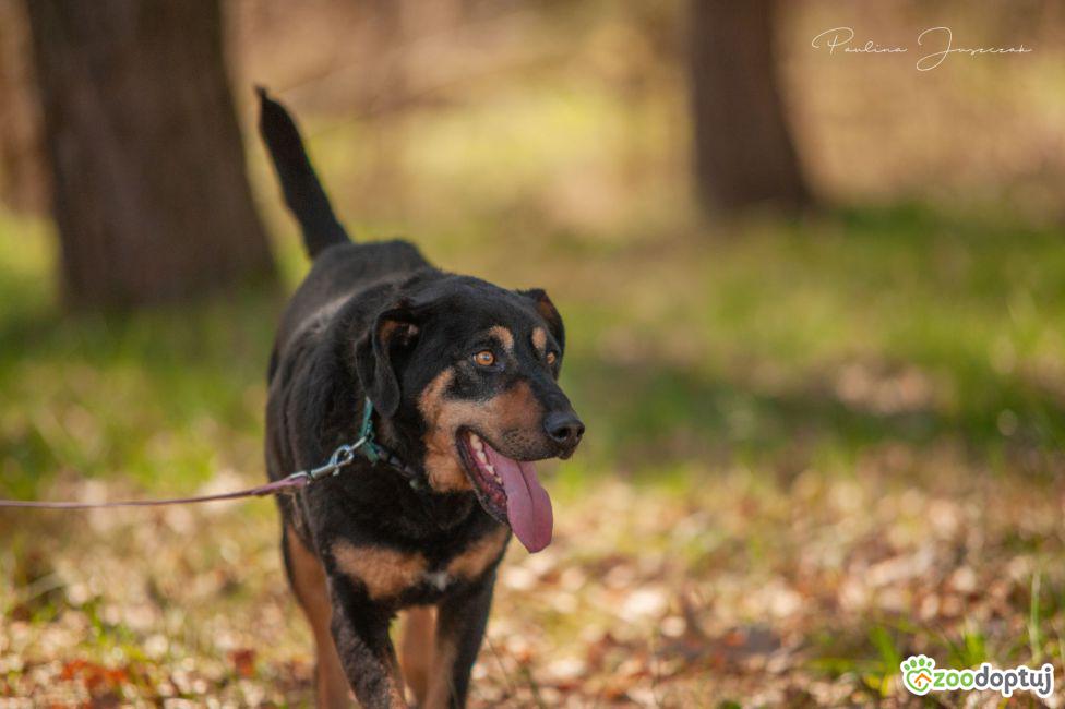 Czoper Pies Do Adopcji Pozna Zoodoptuj pl czoper-pies-do-adopcji-pozna-zoodoptuj-pl