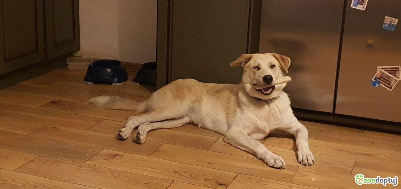 Zara do adopcji