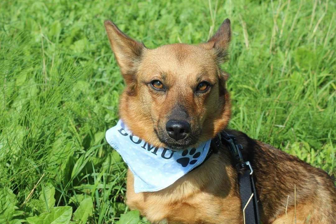 Keksik Pies Do Adopcji Pozna Zoodoptuj pl keksik-pies-do-adopcji-pozna-zoodoptuj-pl