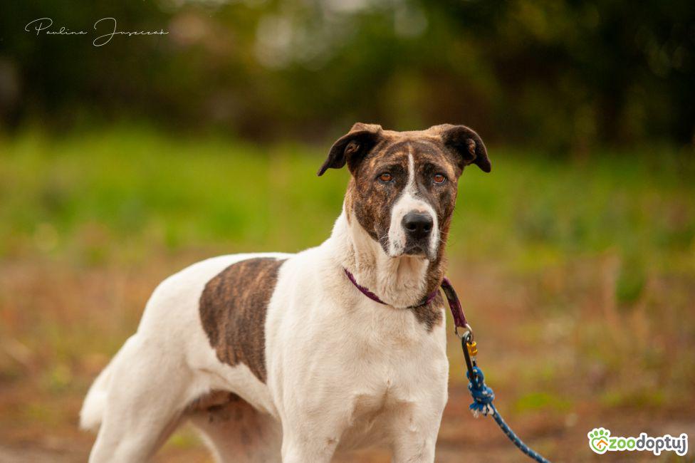 Ita Pies Do Adopcji Pozna Zoodoptuj pl ita-pies-do-adopcji-pozna-zoodoptuj-pl