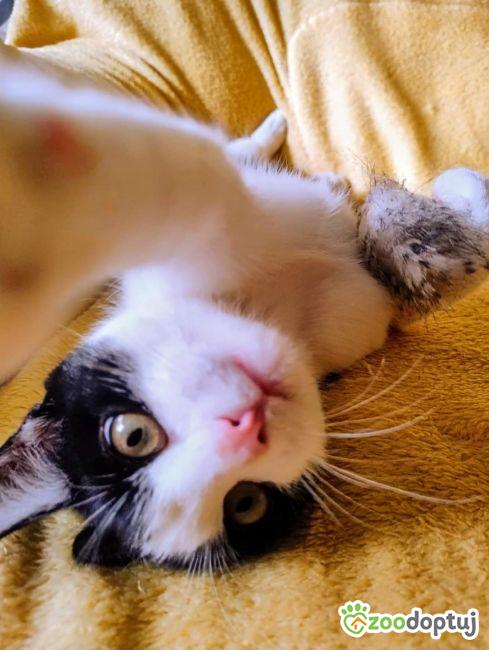 Lucek do adopcji