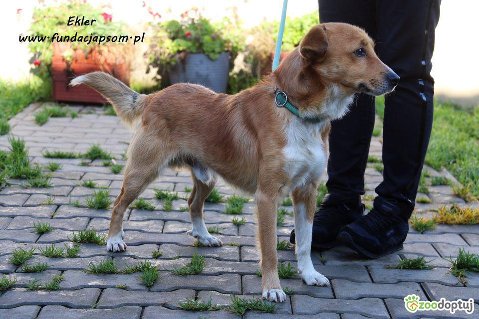 Ekler do adopcji