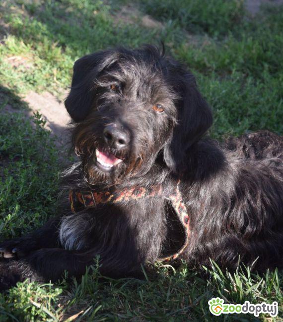 Teodor Pies Do Adopcji Pozna Zoodoptuj pl teodor-pies-do-adopcji-pozna-zoodoptuj-pl
