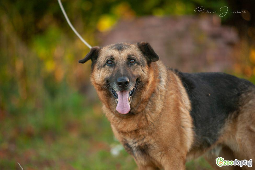 Puszczyk Pies Do Adopcji Pozna Zoodoptuj pl puszczyk-pies-do-adopcji-pozna-zoodoptuj-pl