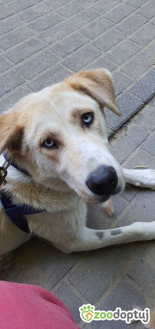 Zara do adopcji