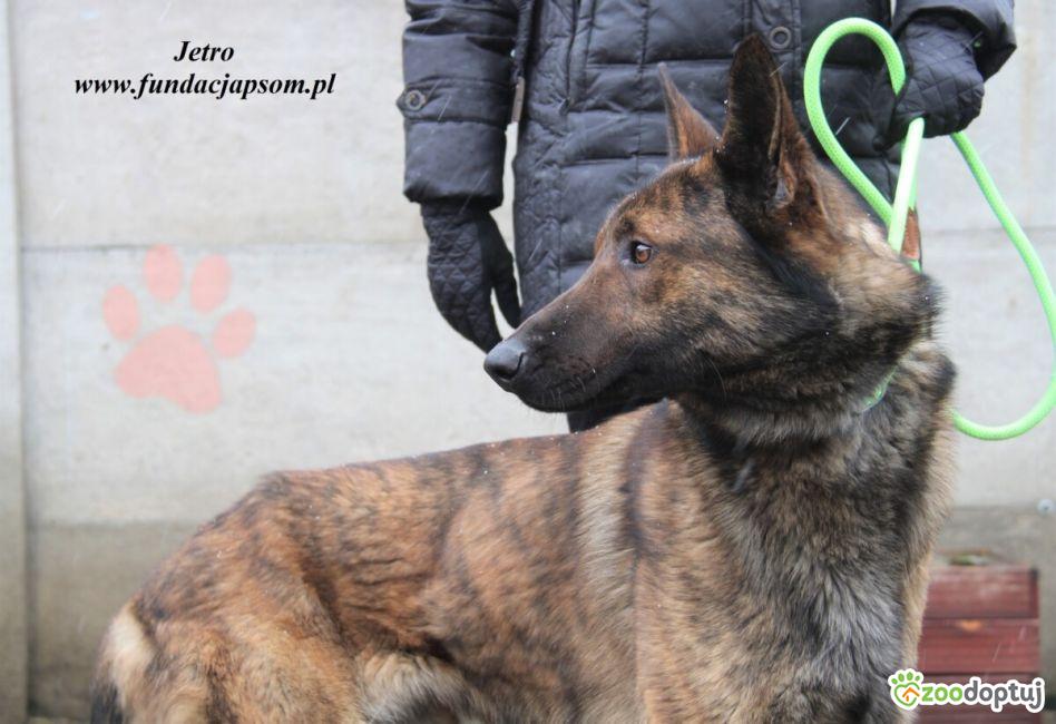 Jetro do adopcji