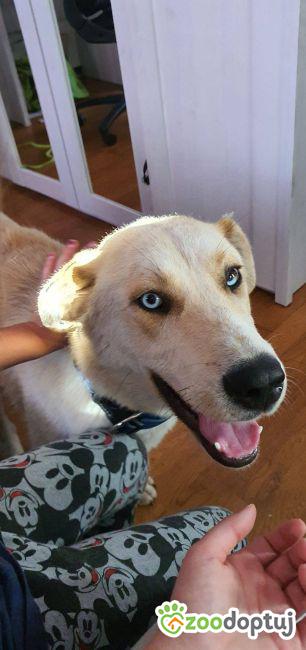 Zara do adopcji