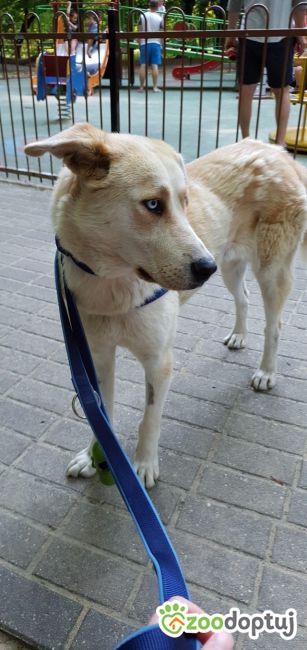 Zara do adopcji