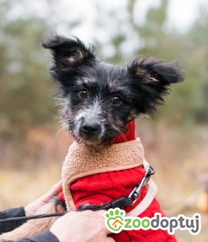 Do adopcji Sompolno