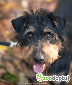 Do adopcji Myślenice