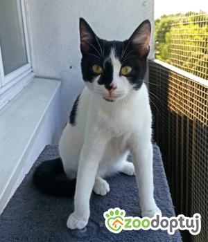 Do adopcji Poznań