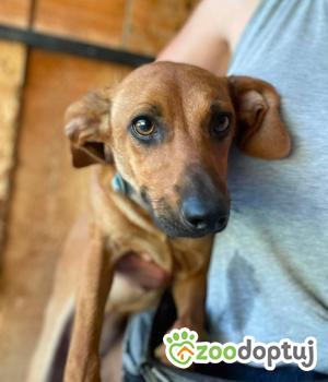 Do adopcji Zgierz