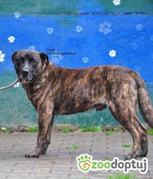 Do adopcji Nowy Dwór Mazowiecki