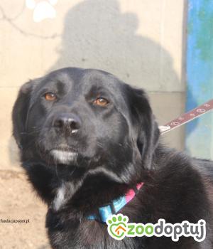 Do adopcji Nowy Dwór Mazowiecki