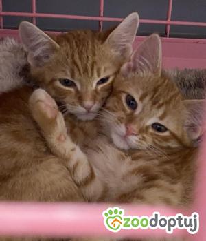 Do adopcji Zgierz