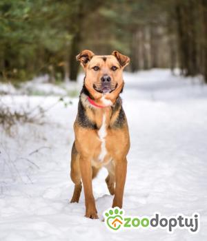 Do adopcji Białobrzegi