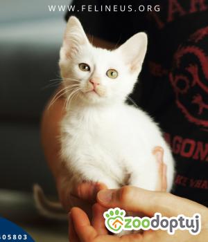 Do adopcji Rzeszów