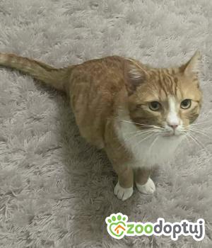 Do adopcji Nowy Tomyśl