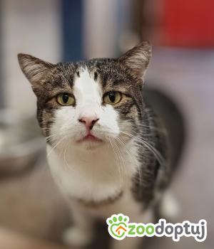 Do adopcji Warszawa
