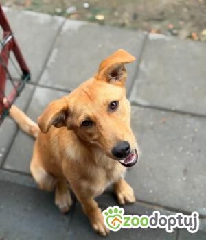 Do adopcji Warszawa