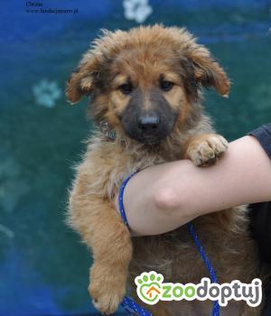 Do adopcji Nowy Dwór Mazowiecki