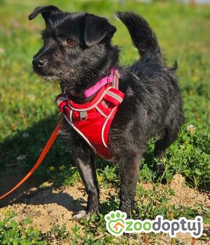 Do adopcji Stalowa Wola