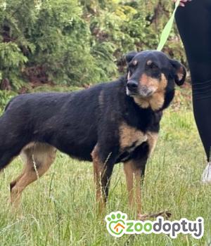 Do adopcji Zgierz