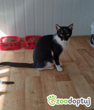 Do adopcji Mielec